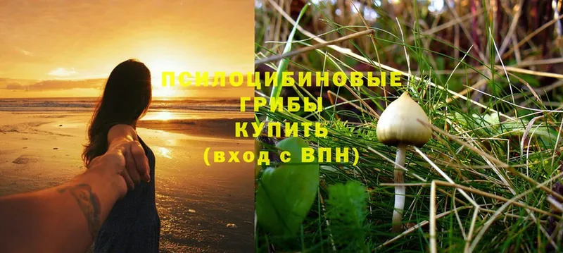 Галлюциногенные грибы Psilocybine cubensis  Наволоки 